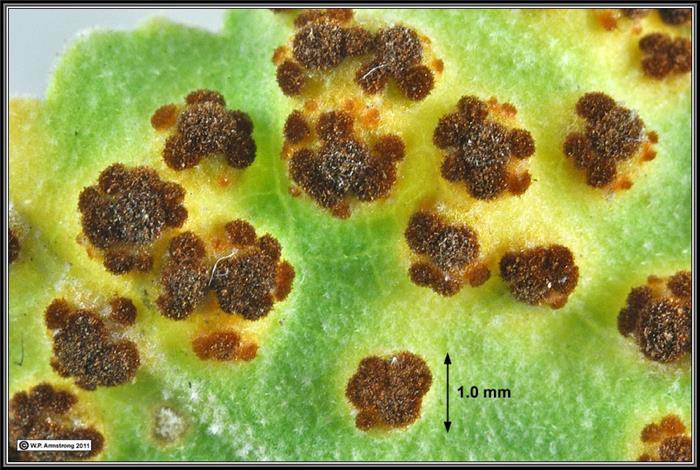 زنگ يونجه  (Alfalfa rust)